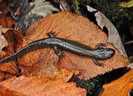 Swift Run Salamander - Snyder Middleswarth Natural Area