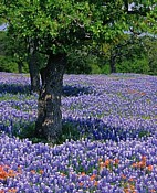 Texas Bluebonnets and Indian Paintbrush