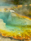 Thermal Pool - Yellowstone National Park