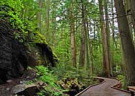 Trail of the Cedars - Glacier National Park