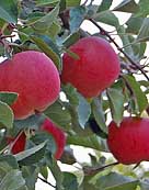 Wenatchee Apples