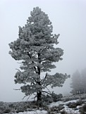 Lone Pine - Okanogan-Wenatchee National Forest, WA