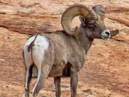 Bighorn Sheep - Zion National Park, UT